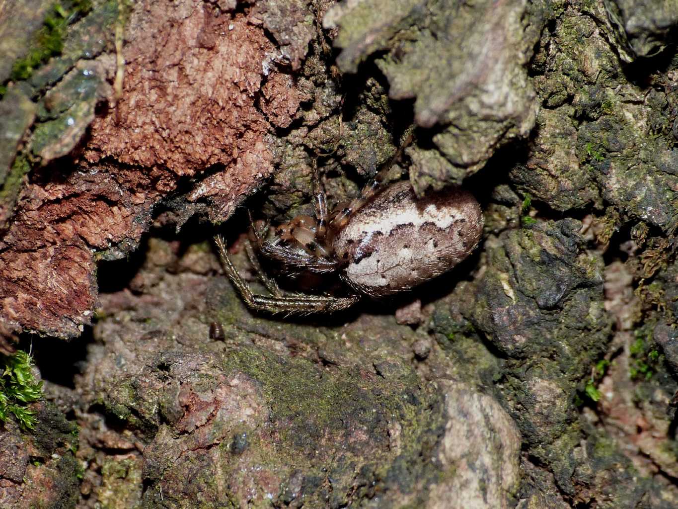 Zygiella sp. gigante - Ostia Antica (RM)